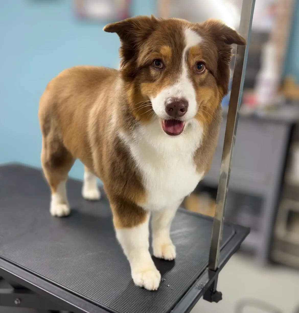 Australian Shepherd after grooming at Fancy Pet Salon Lynchburg VA