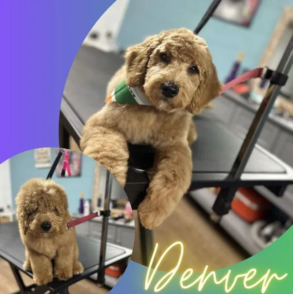 Goldendoodle grooming