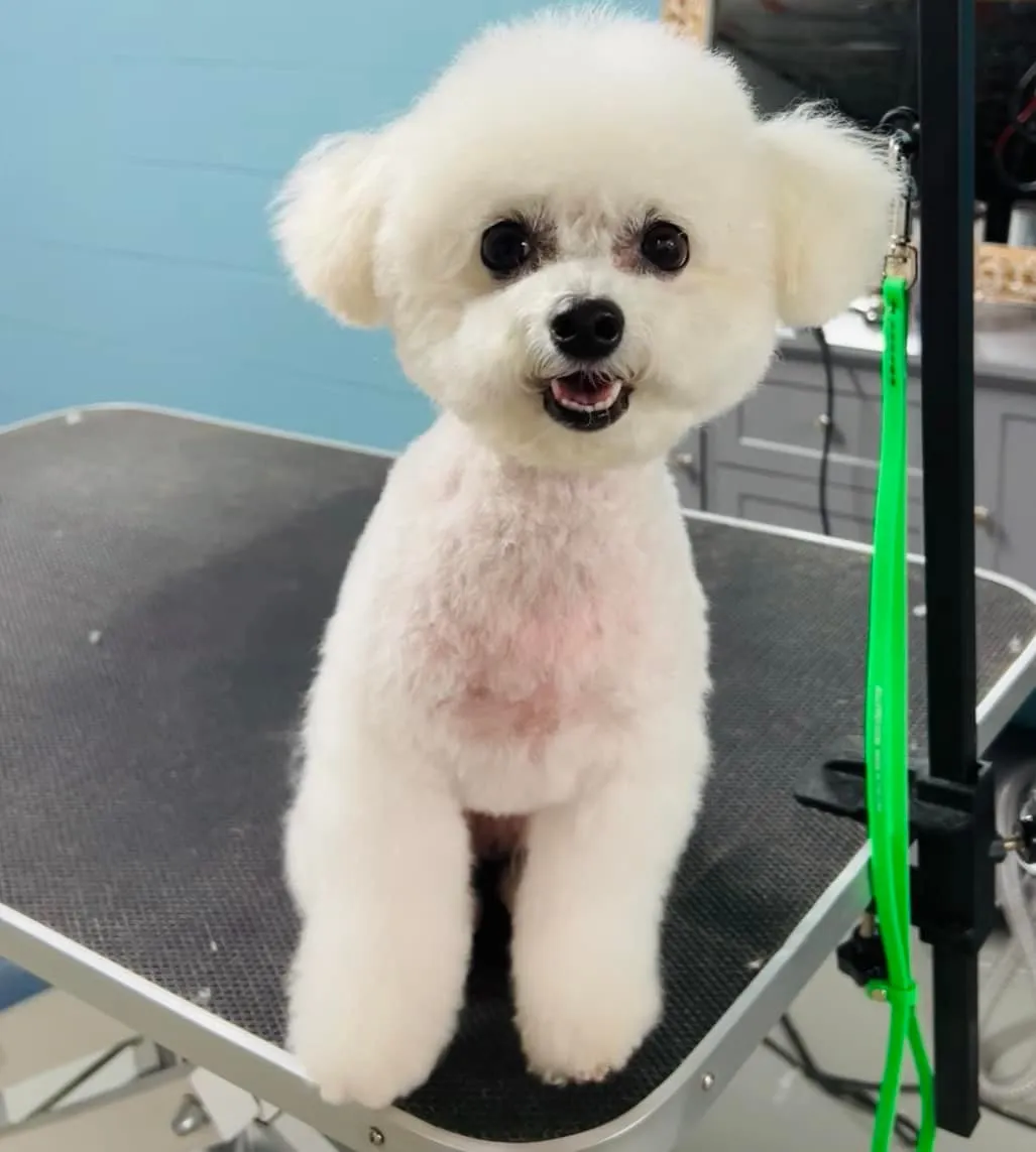Bichon Frise after grooming at Fancy Pet Salon Lynchburg VA