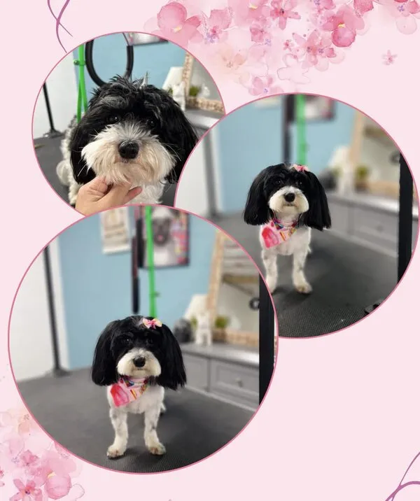 Cockapoo before and after grooming