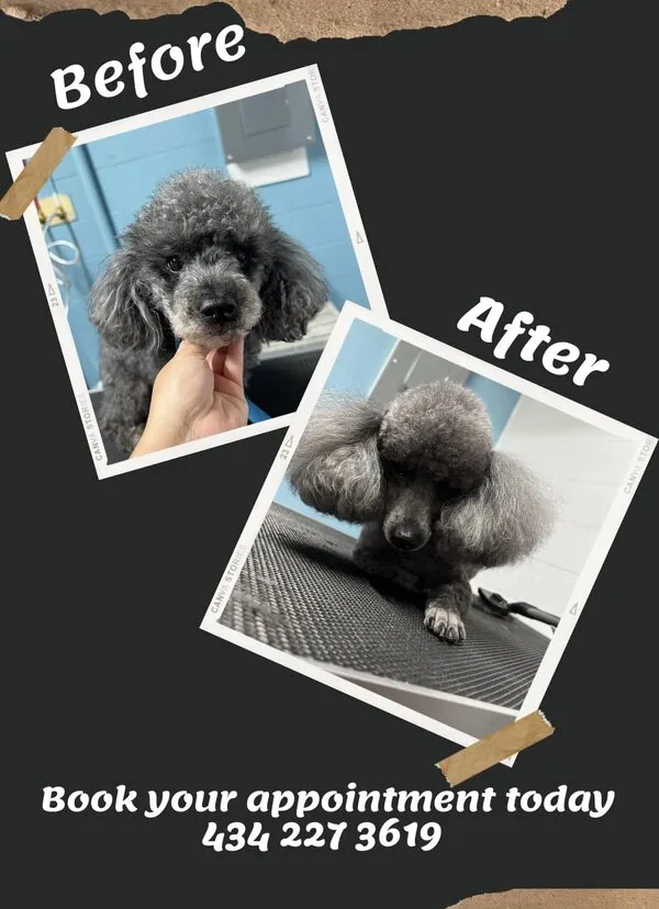 Poodle grooming transformation