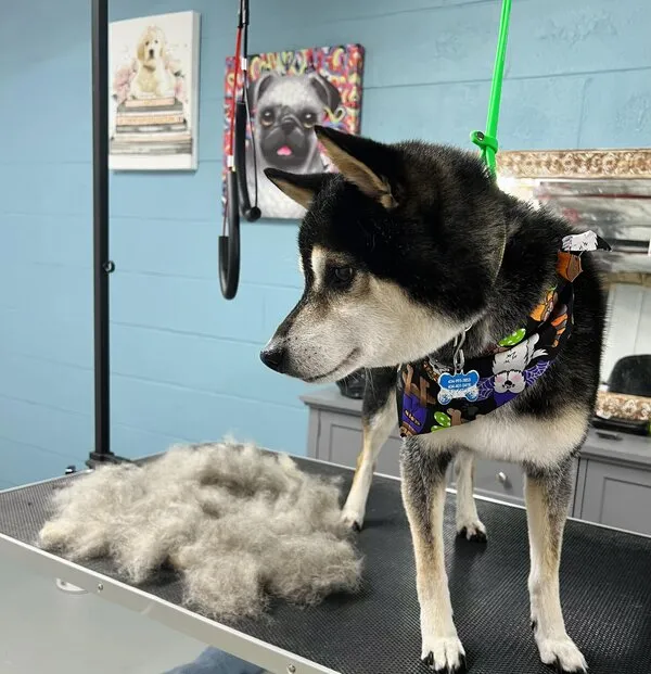 Husky deshedding treatment with pile of removed fur