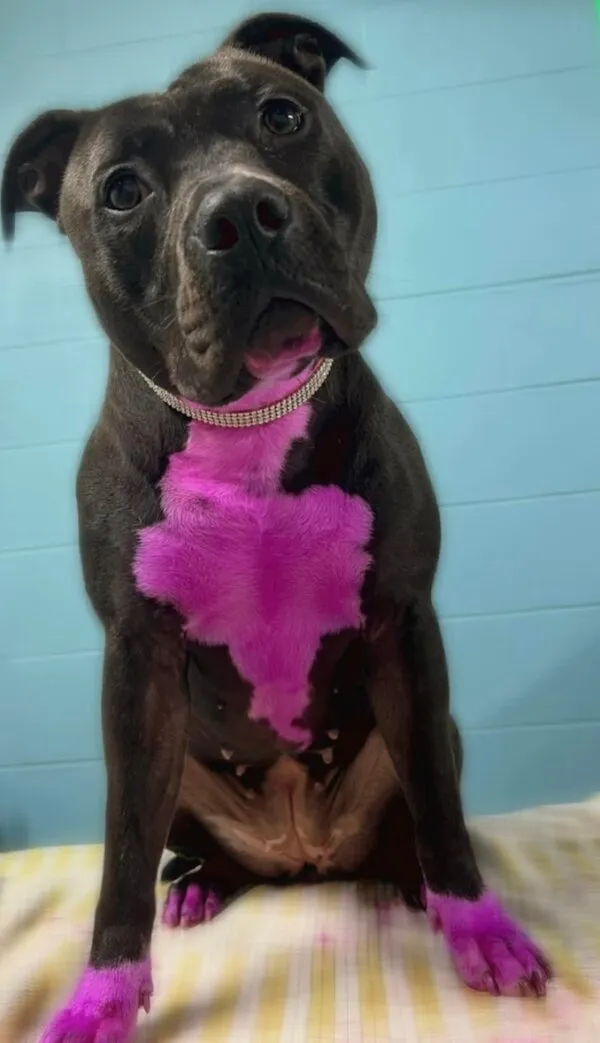 Pitbull with pink dyed chest and paws