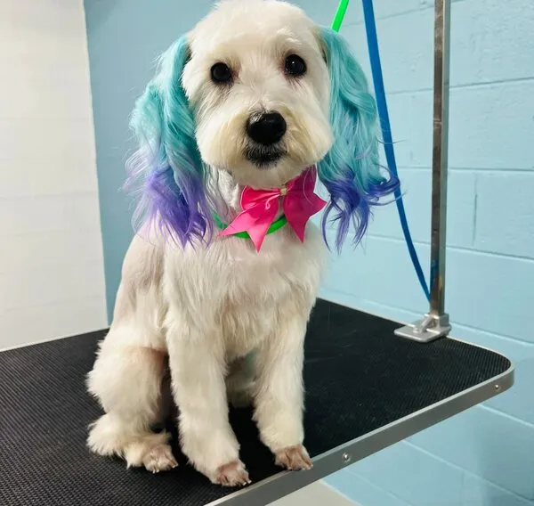 Creative dog dye blue and purple