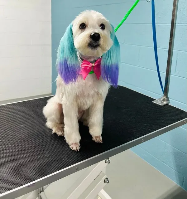 Dog with teal and purple dyed ears