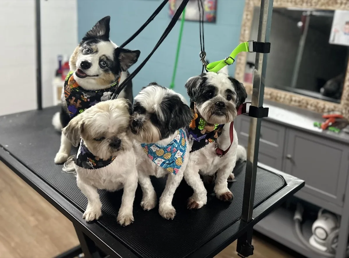 Four dogs with bandanas after grooming at Fancy Pet Salon Lynchburg VA