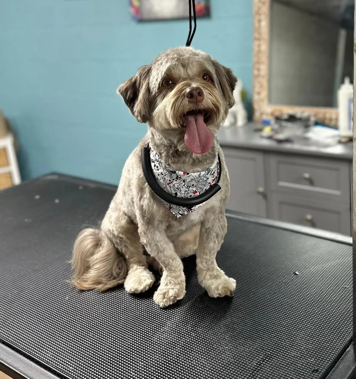 Havanese after grooming at Fancy Pet Salon Lynchburg VA