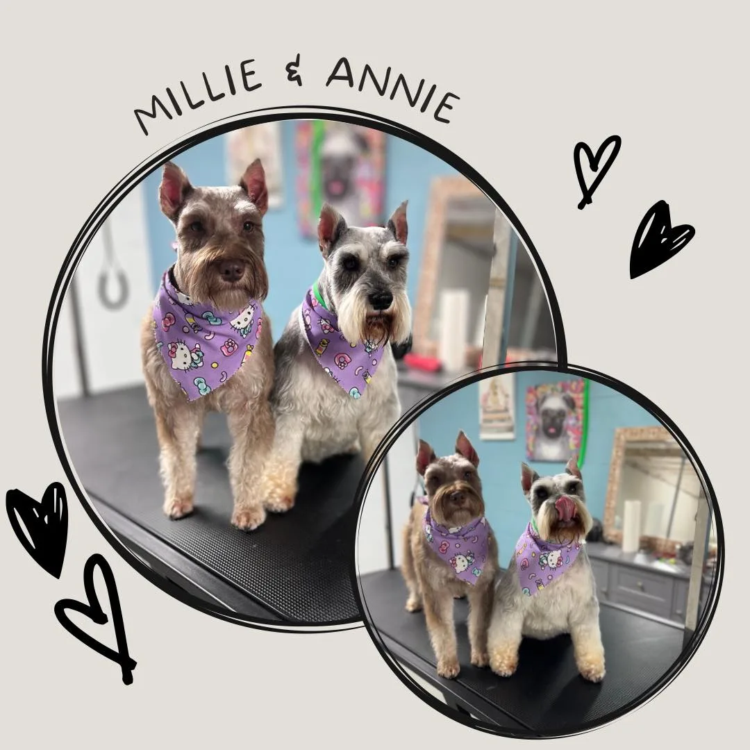 Miniature Schnauzers Millie and Annie after grooming at Fancy Pet Salon Lynchburg VA