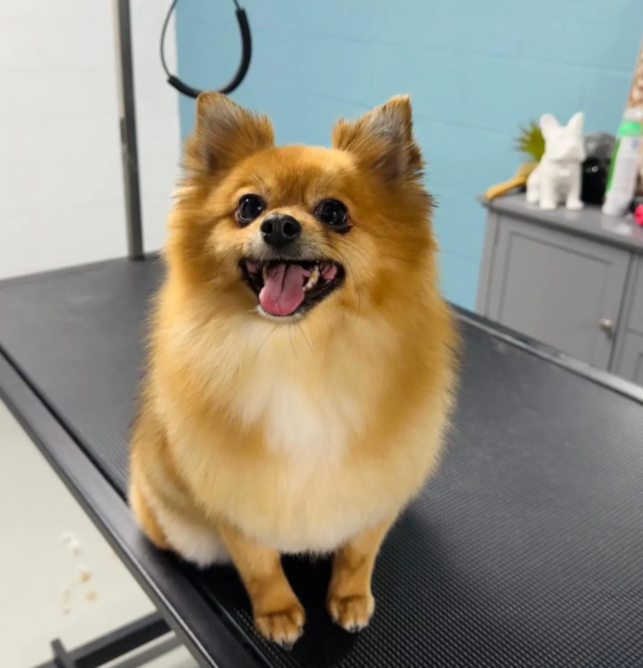 Pomeranian after grooming at Fancy Pet Salon Lynchburg VA