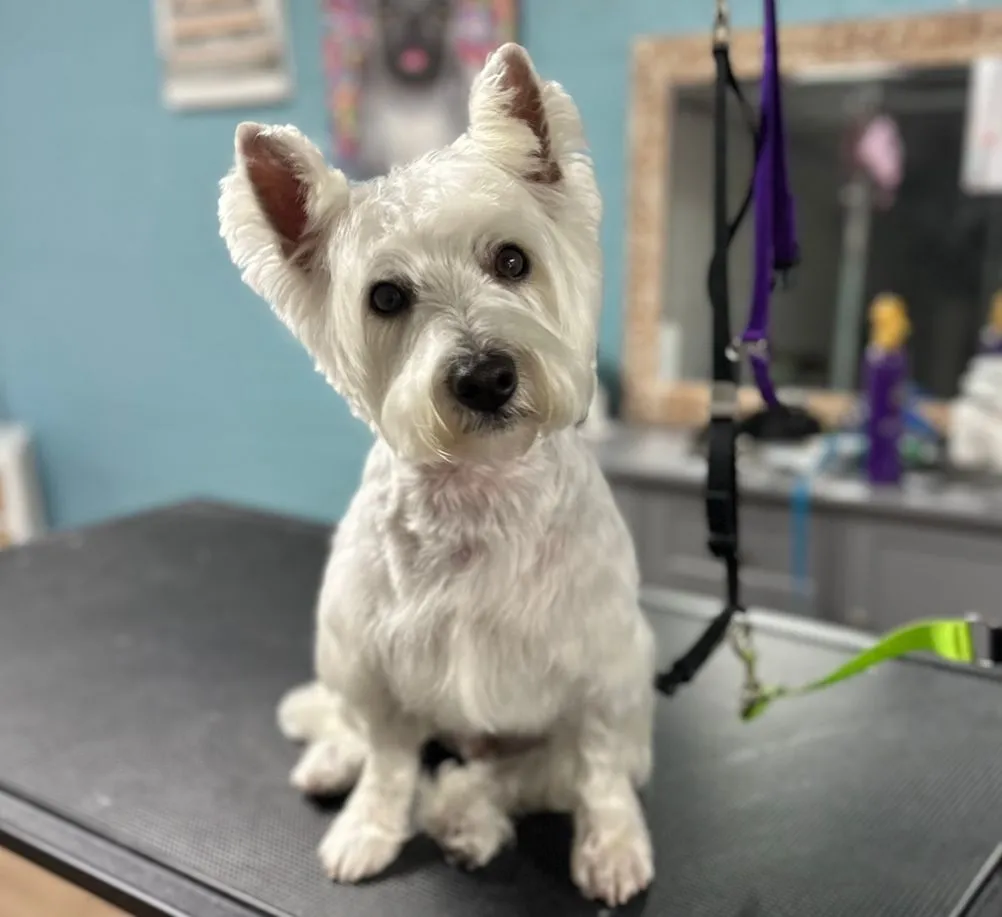 West Highland White Terrier after grooming at Fancy Pet Salon Lynchburg VA