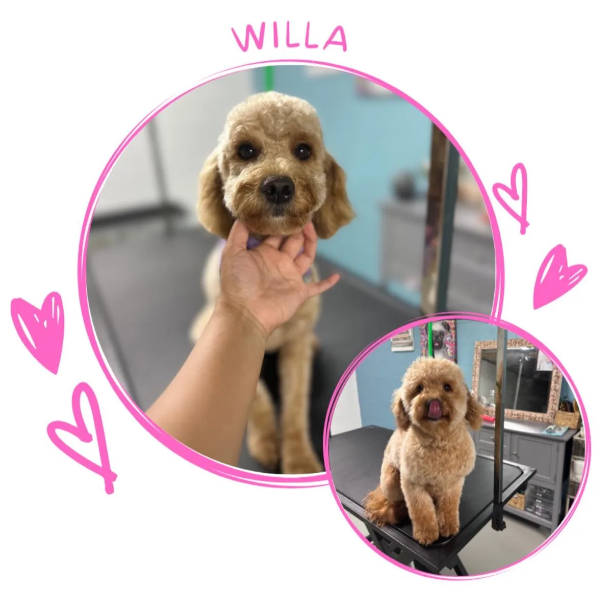 Poodle Willa after grooming at Fancy Pet Salon Lynchburg VA