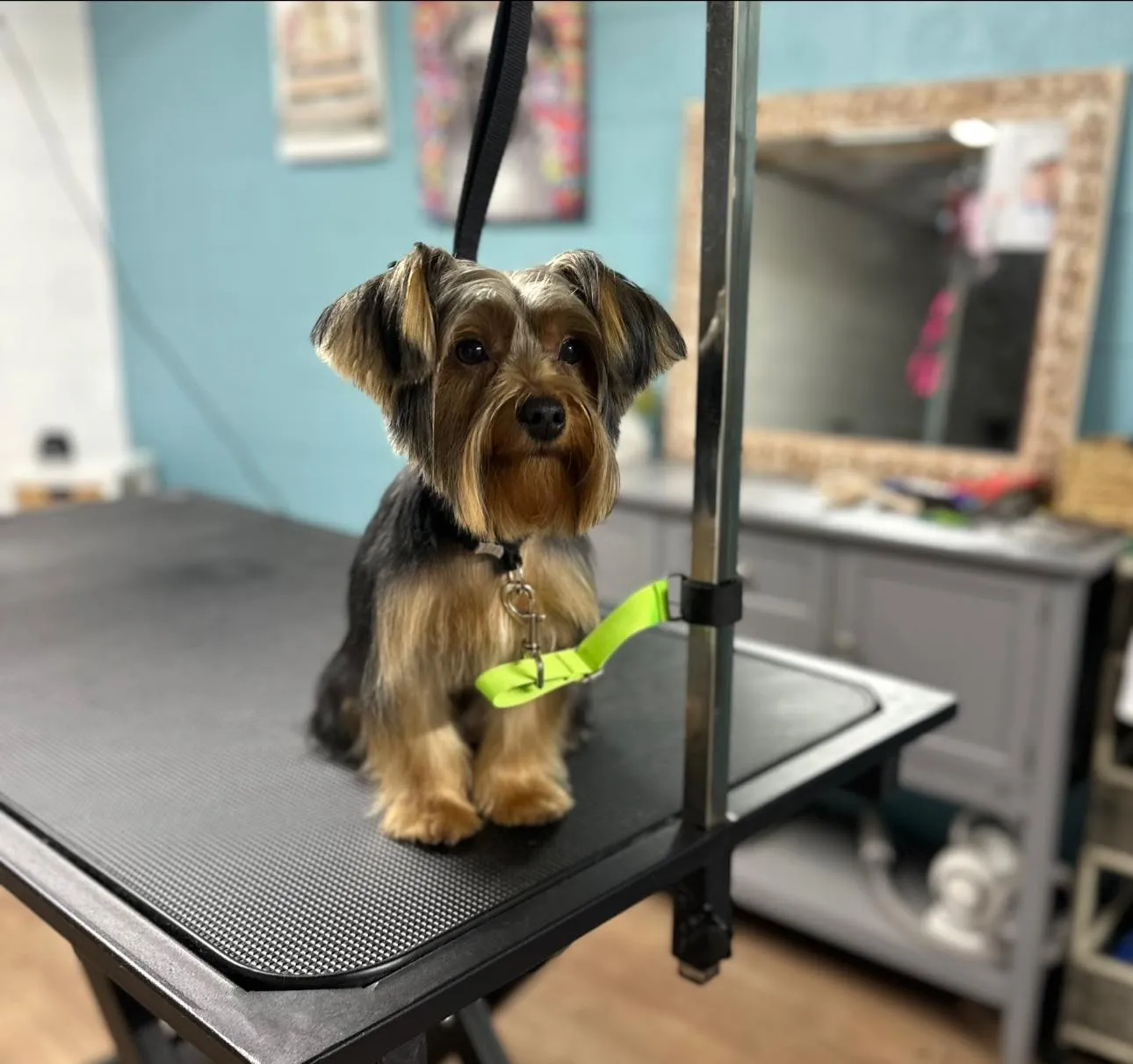 Yorkshire Terrier after grooming at Fancy Pet Salon Lynchburg VA