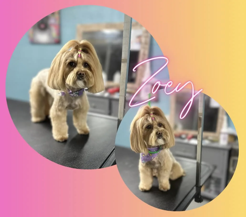 Yorkie Zoey before and after grooming at Fancy Pet Salon Lynchburg VA